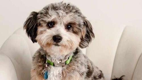 brownie hall dental group therapy dog | sedation dentistry cookeville tn