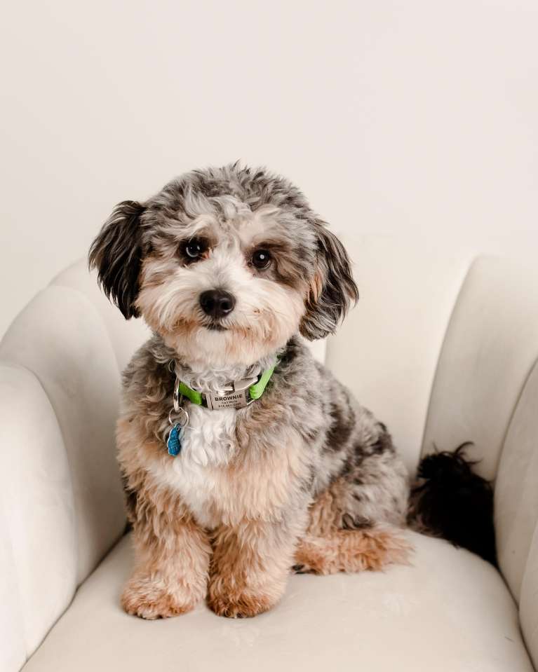 brownie therapy dog | hall dental group cookeville tn